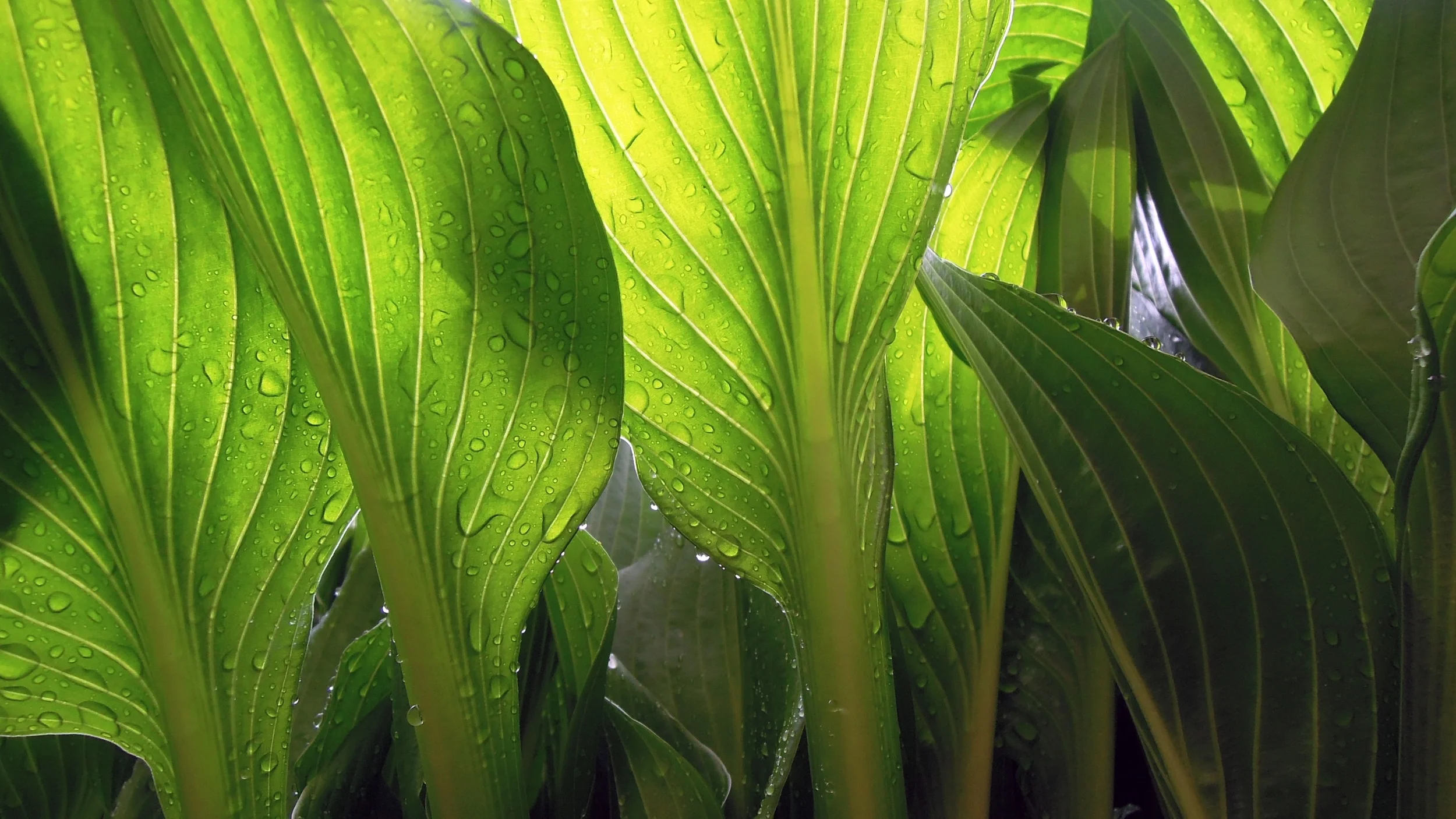 Plant green leaves.jpg