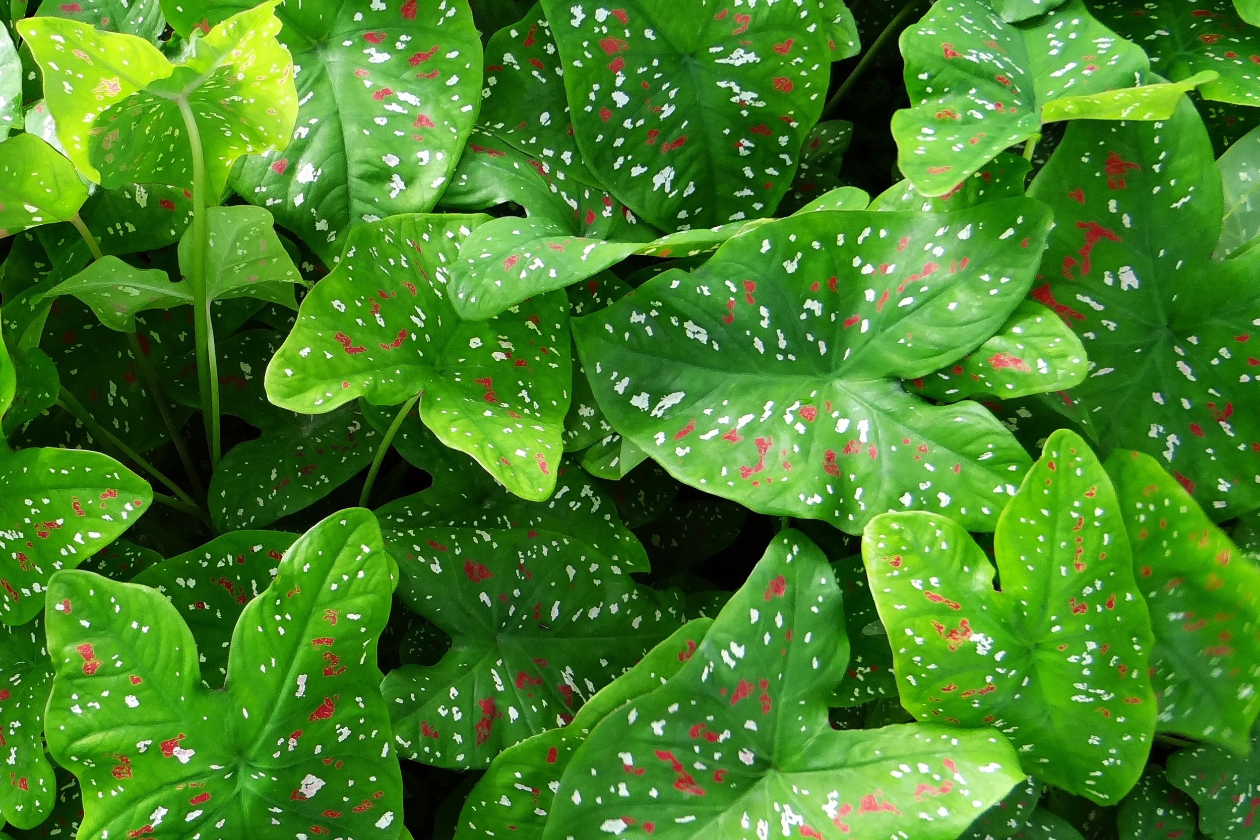 Out caladium leaves.jpeg