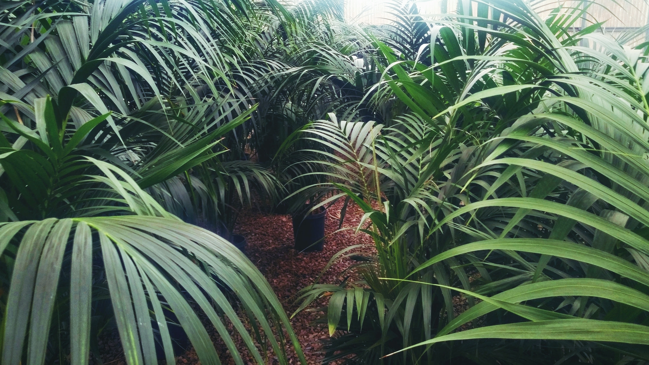 plant_palms.jpg