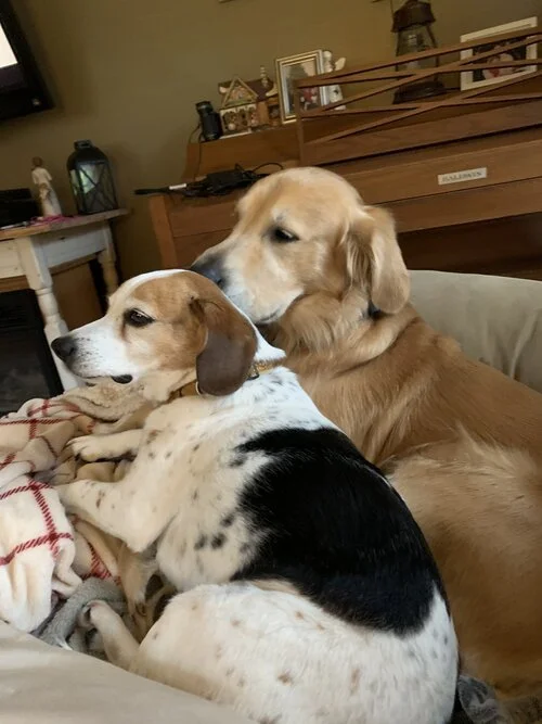 Do Dogs Hate Being Left Alone