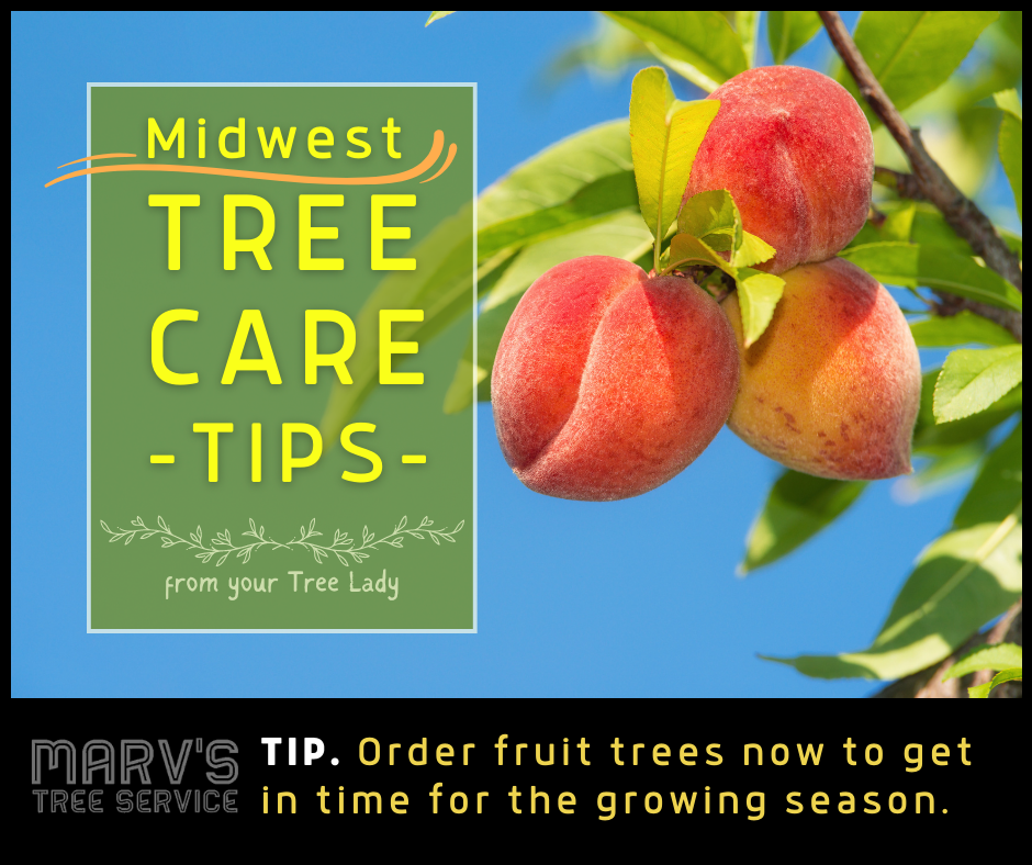 February Tree Care Nebraska Tree Care — Marv's Tree Service