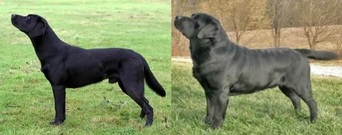 field bred labrador retriever breeders