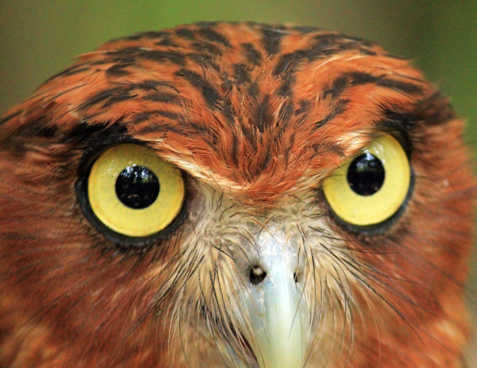owl-eyes.jpg