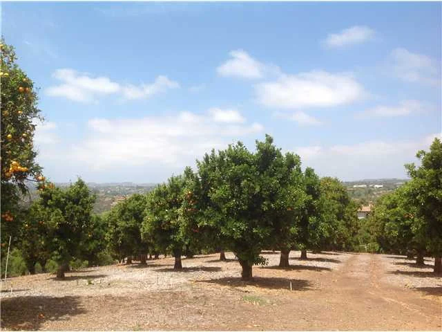 Vacant Land.JPG