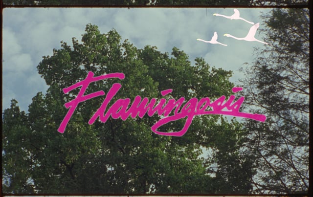 Flamingosis "Flight of The Flamingo"