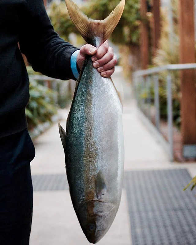Fresh line caught Hiramasa Kingfish delivery this morning straight from South Australia's Spencer Gulf 👌🏻
