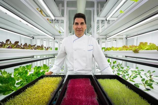Grow House at the Ritz-Carlton Naples : Chef George Fistrovich grows salad greens (and reds and yellows) inside of a newly installed climate controlled environment. (Photo provided by Ritz-Carlton.)