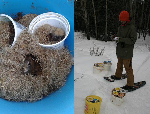 Left: Female squirrel guarding her peanut butter (credit: Simon Tardif); Right: Carrying 20kg of peanut butter through the boreal forest (credit: Andrea Wishart).