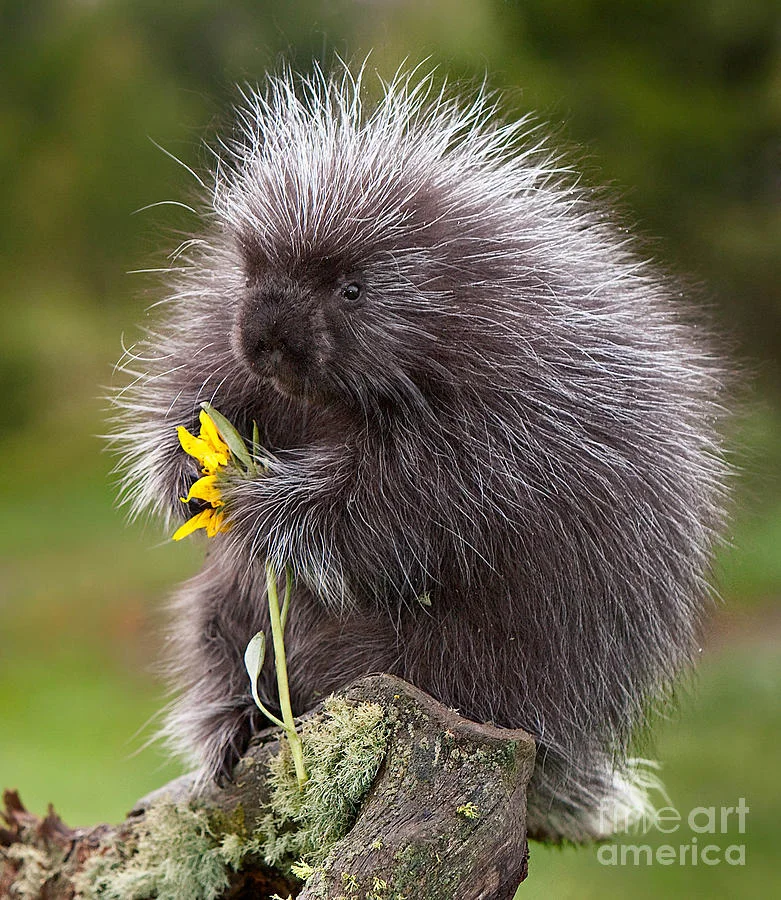 porcupine-with-arrowleaf-balsamroot-jerry-fornarotto.jpg