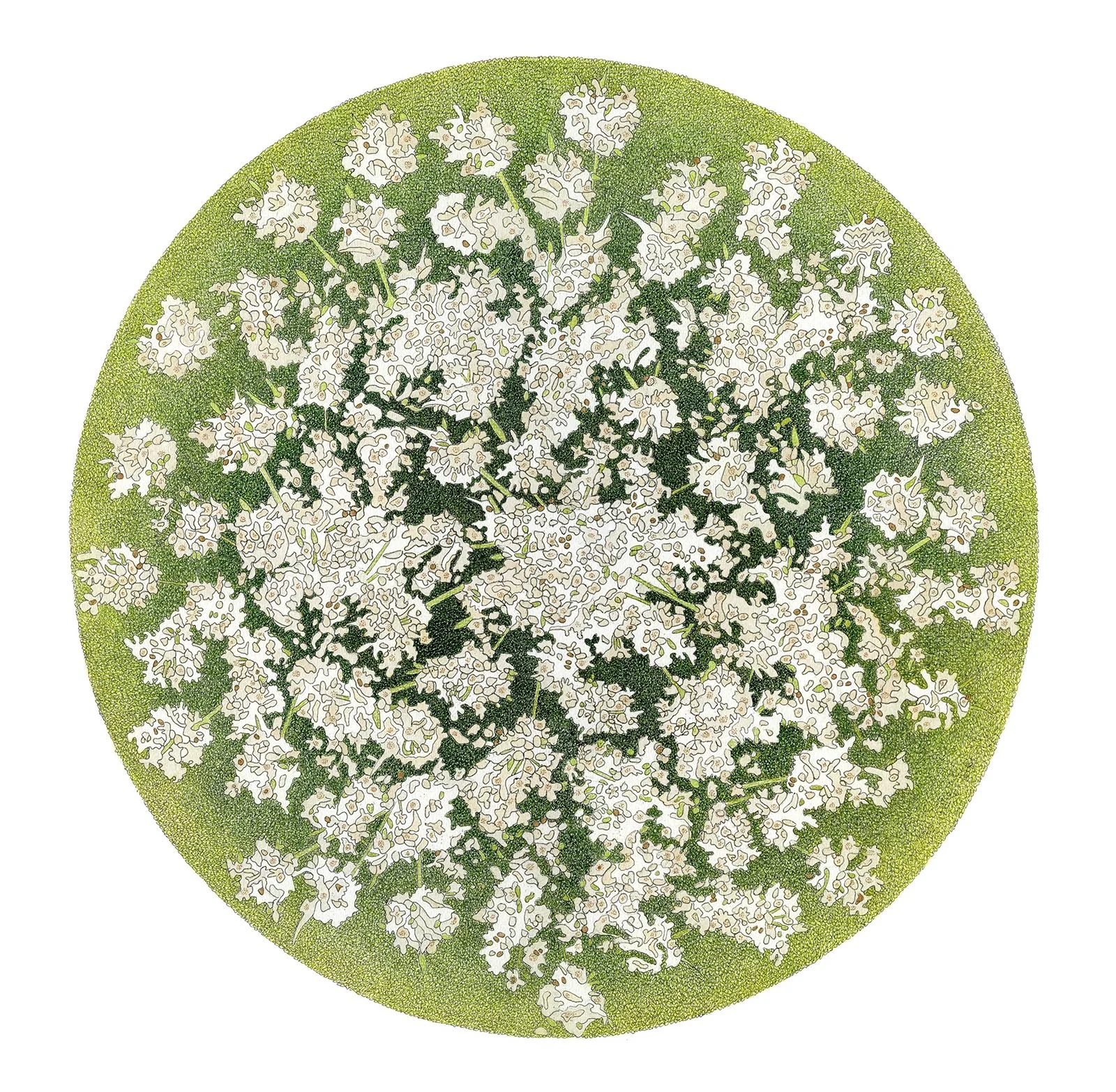 'Wild Carrot'