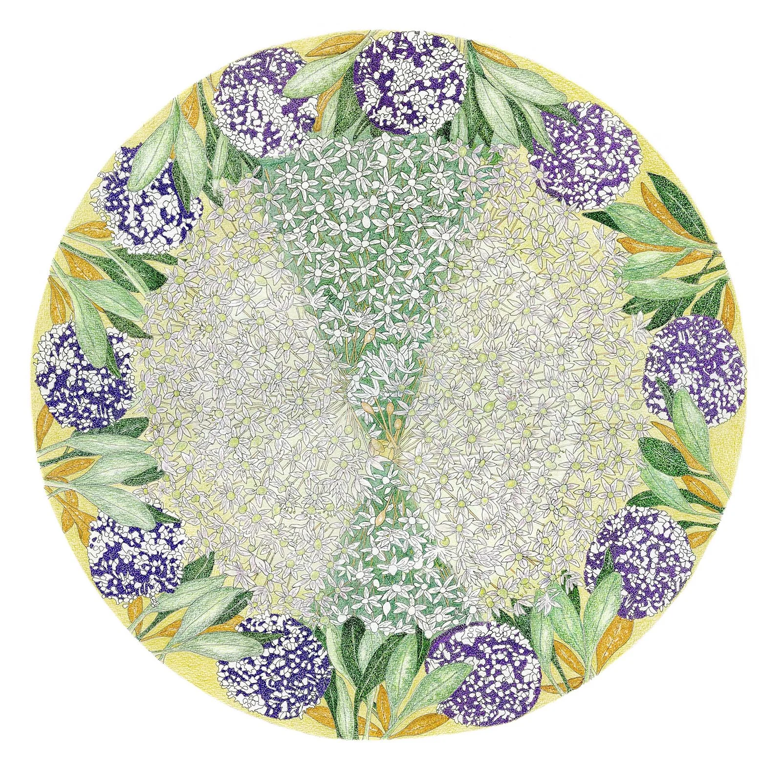 'Wild Leek'