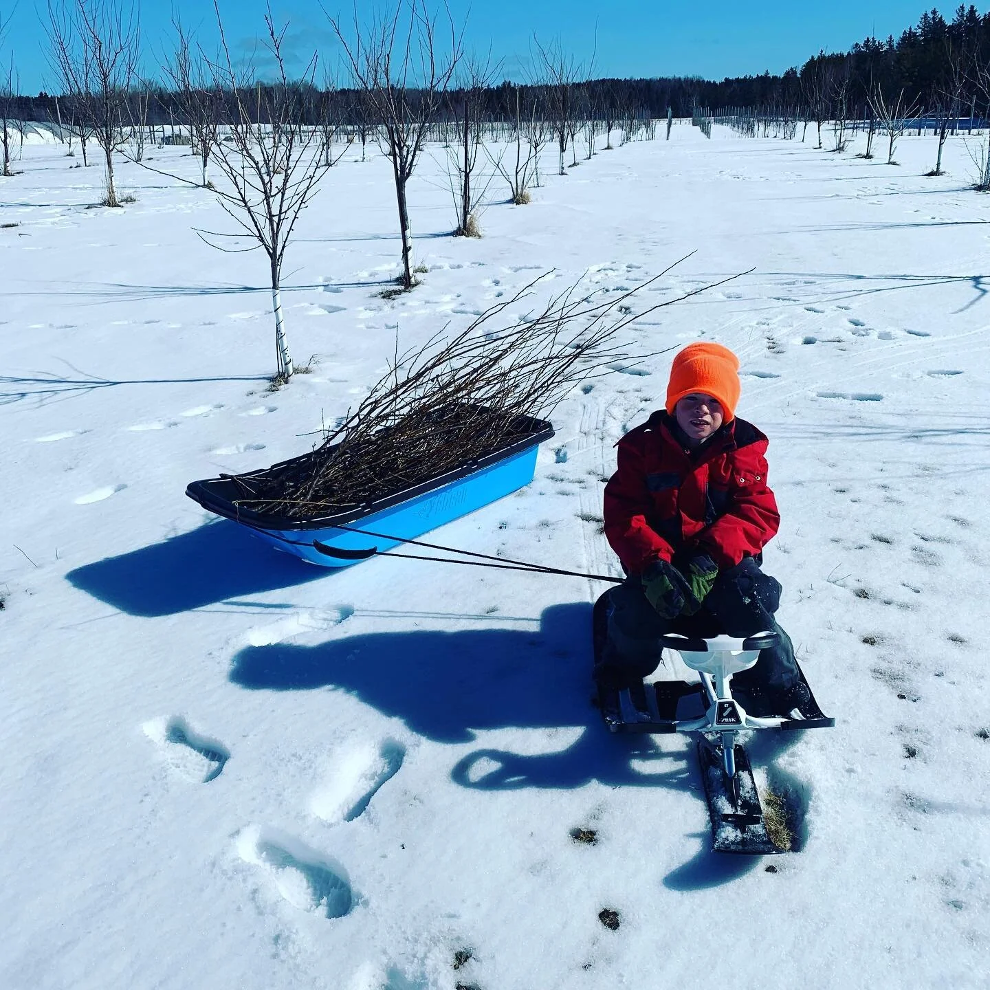Une journ&eacute;e id&eacute;ale pour d&eacute;buter la saison de taille. // Removing black knots with my little orchard assistant and his mobile collection system! Also started on a few apple trees. #verger #orchard #biologique #organic #pruniers #p
