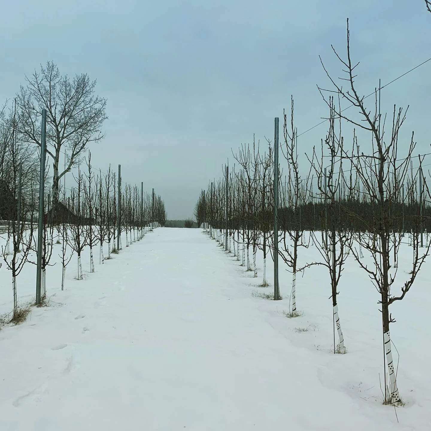 Creux de l&rsquo;hiver, bois dormant. // Following the recent deep colds (-31C), we&rsquo;re hoping our fruit trees didn&rsquo;t get frostbitten too hard. Some more tender pear cultivars (Concorde,&hellip;) and some heartnut trees will certainly have