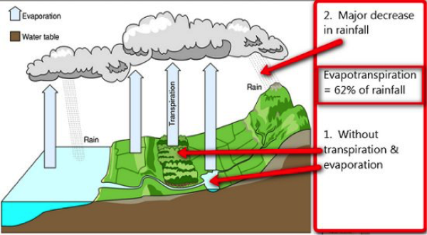 The link between evapo-transpiration and rainfall.