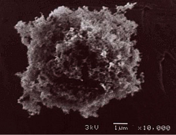 Image: courtesy of D. M. Smith, from the NASA - Goddard Institute for Space Studies, University of Denver, Colorado