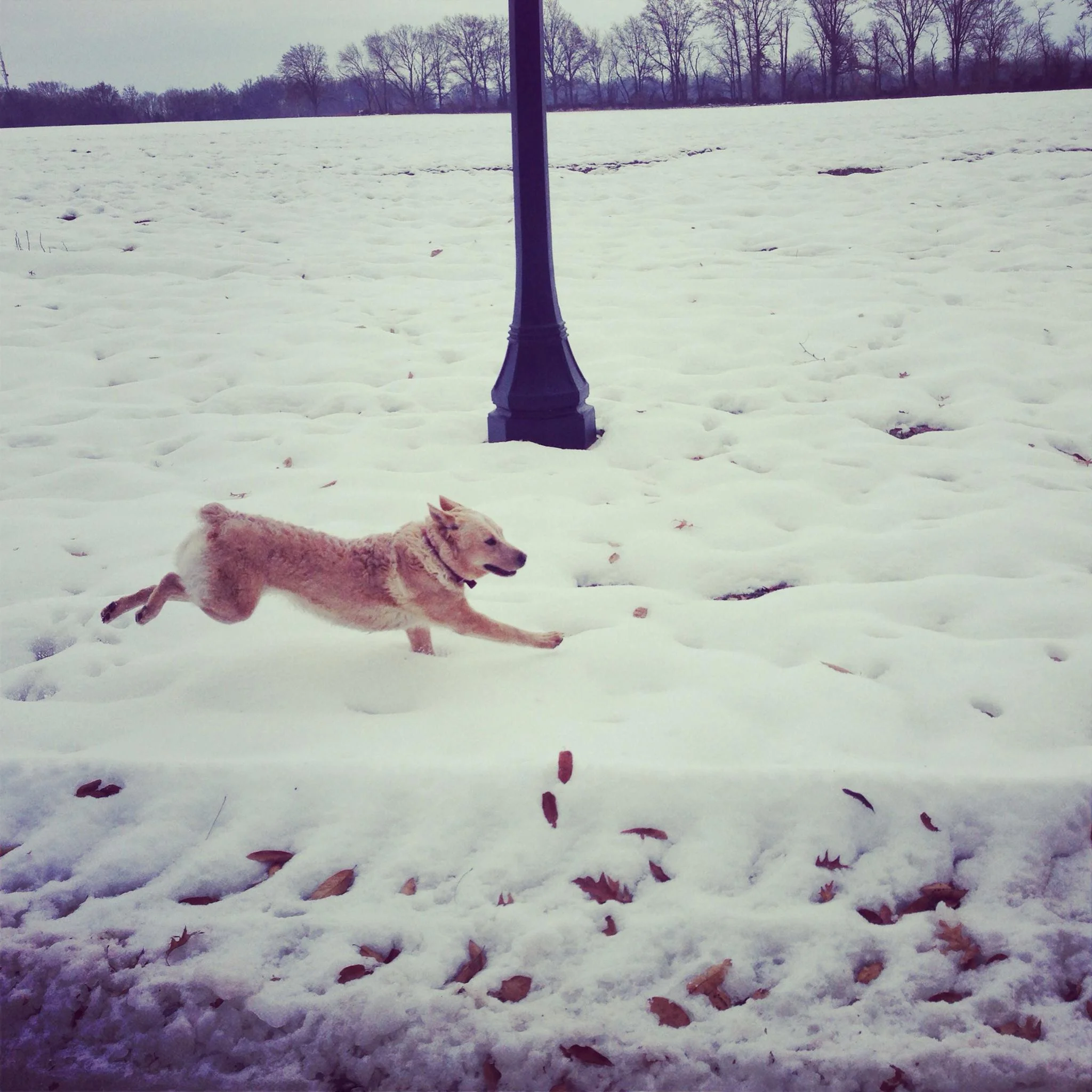Heidi