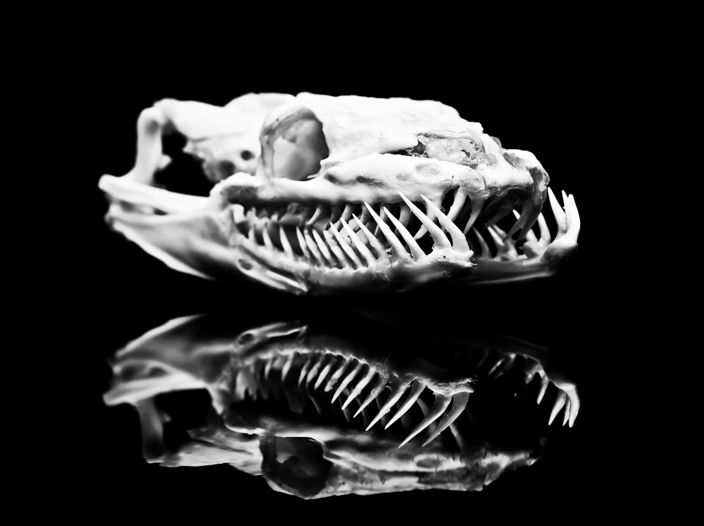  Reticulated Python/ Python reticulatus  