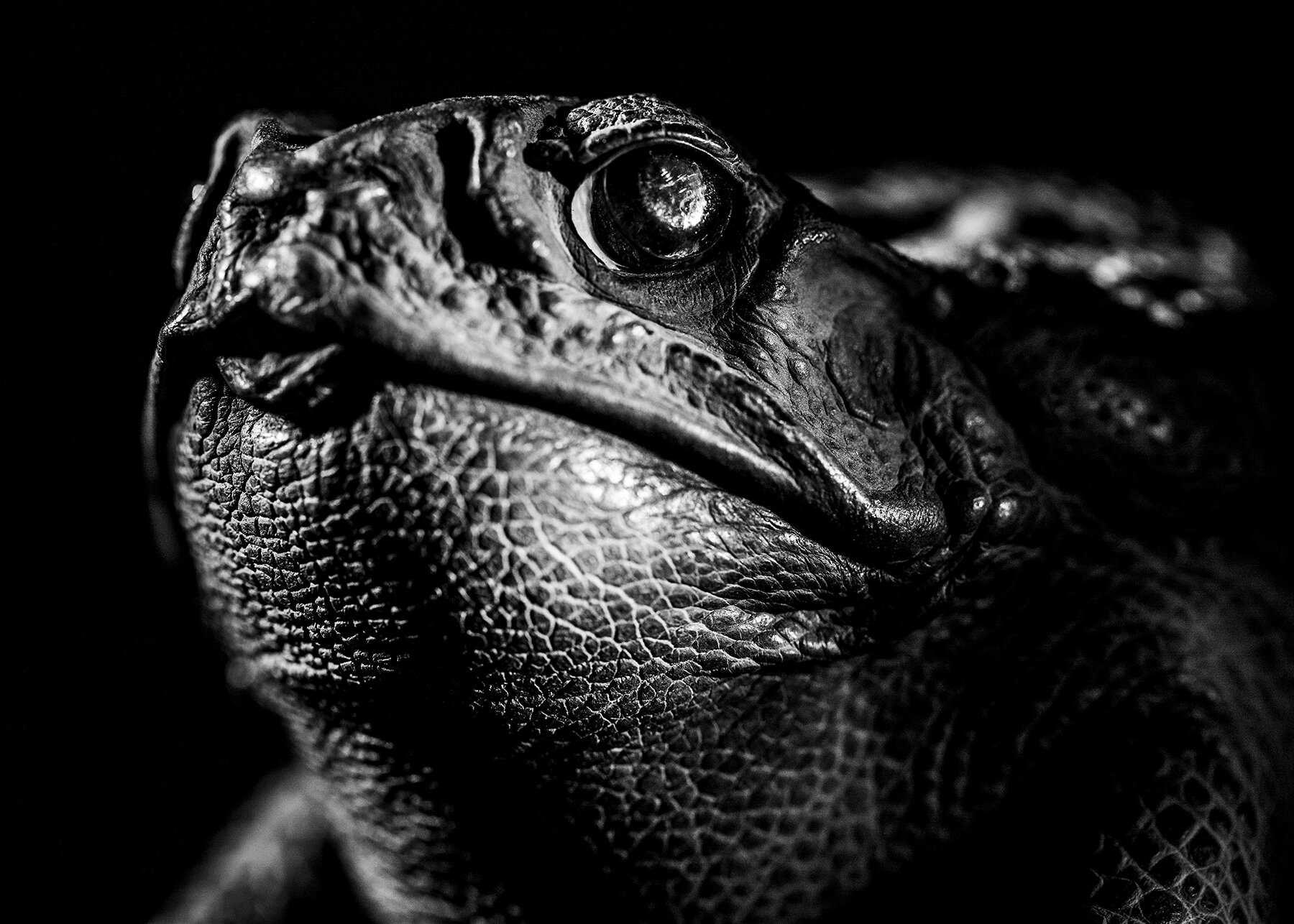  Taxidermy Cane Toad/ Rhinella marina  