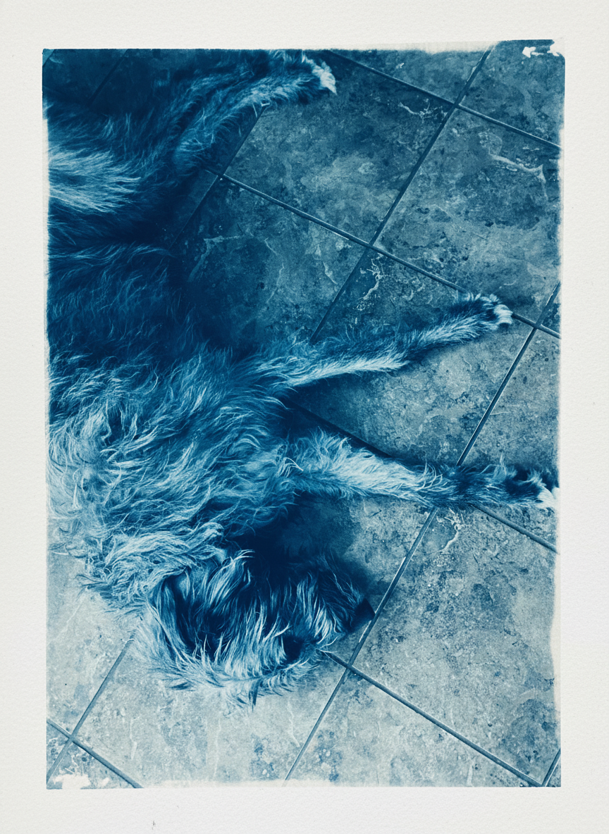 Reiman Willow Irish Wolfhound.PNG