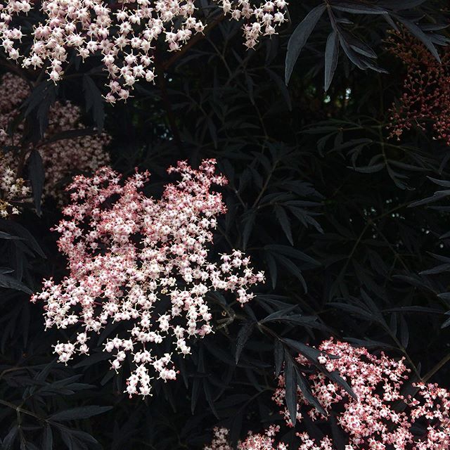 #portland #mayflowers