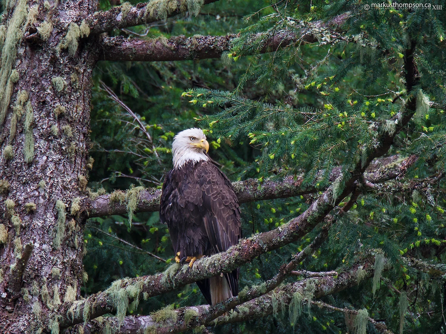 saturna_eagle.webp