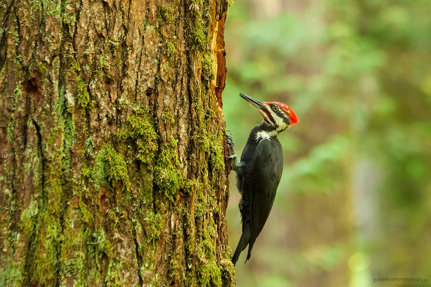 pileated_woodpecker.webp