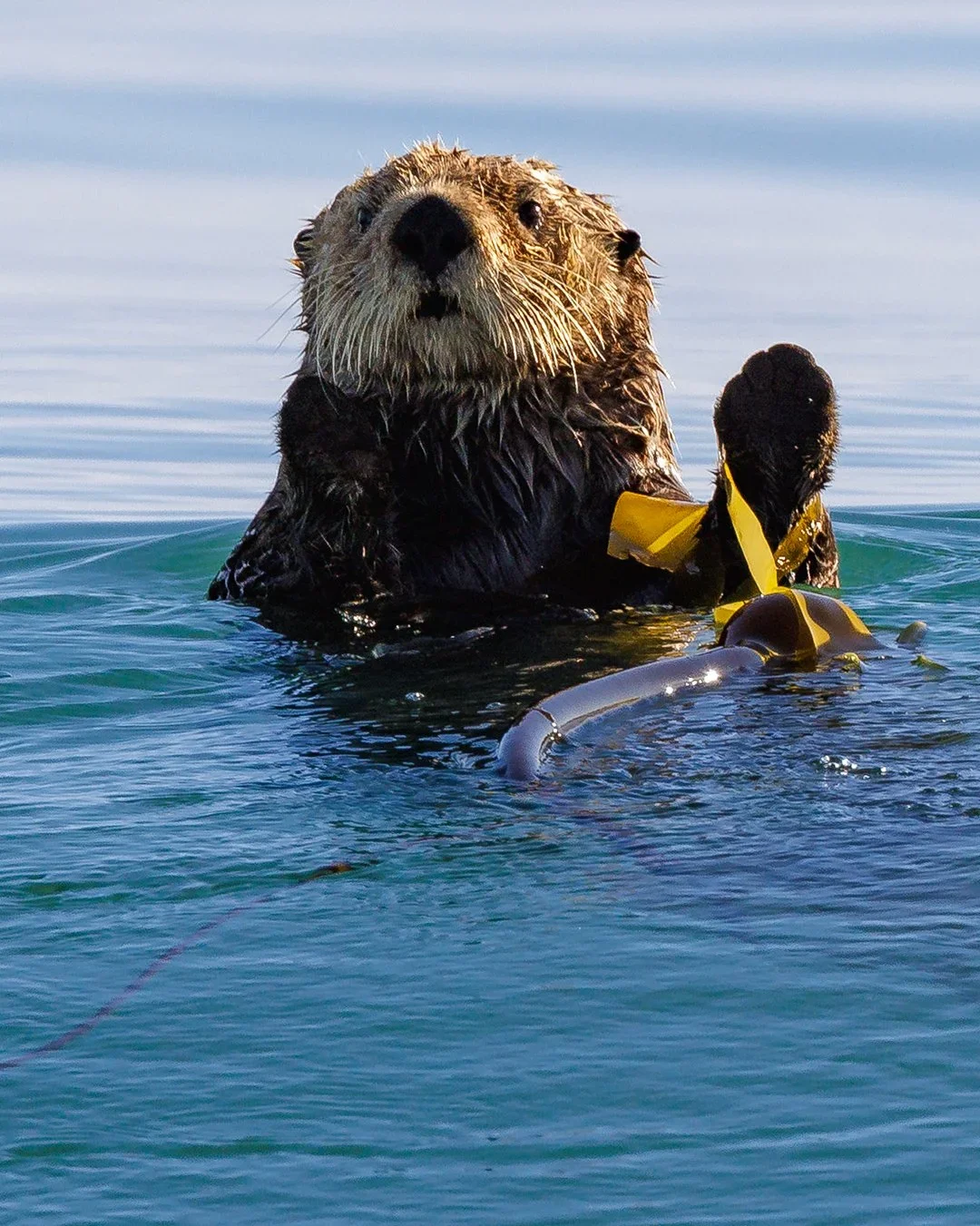 otter-kelp.webp