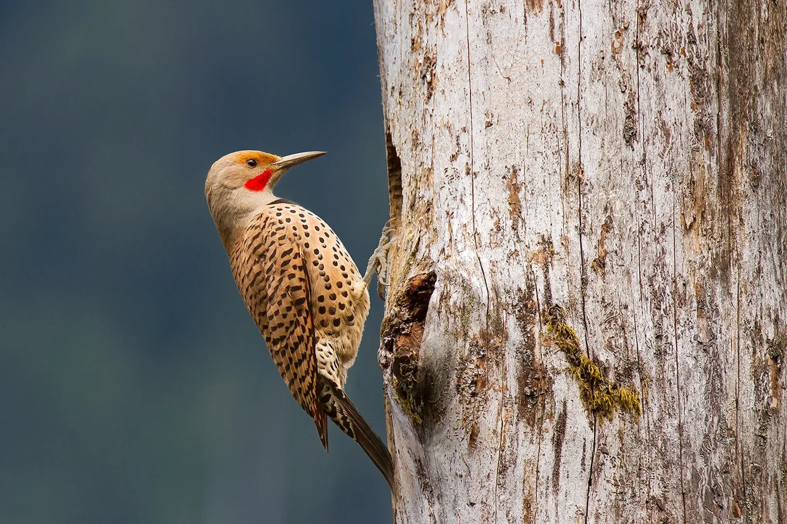 northern_flicker.webp