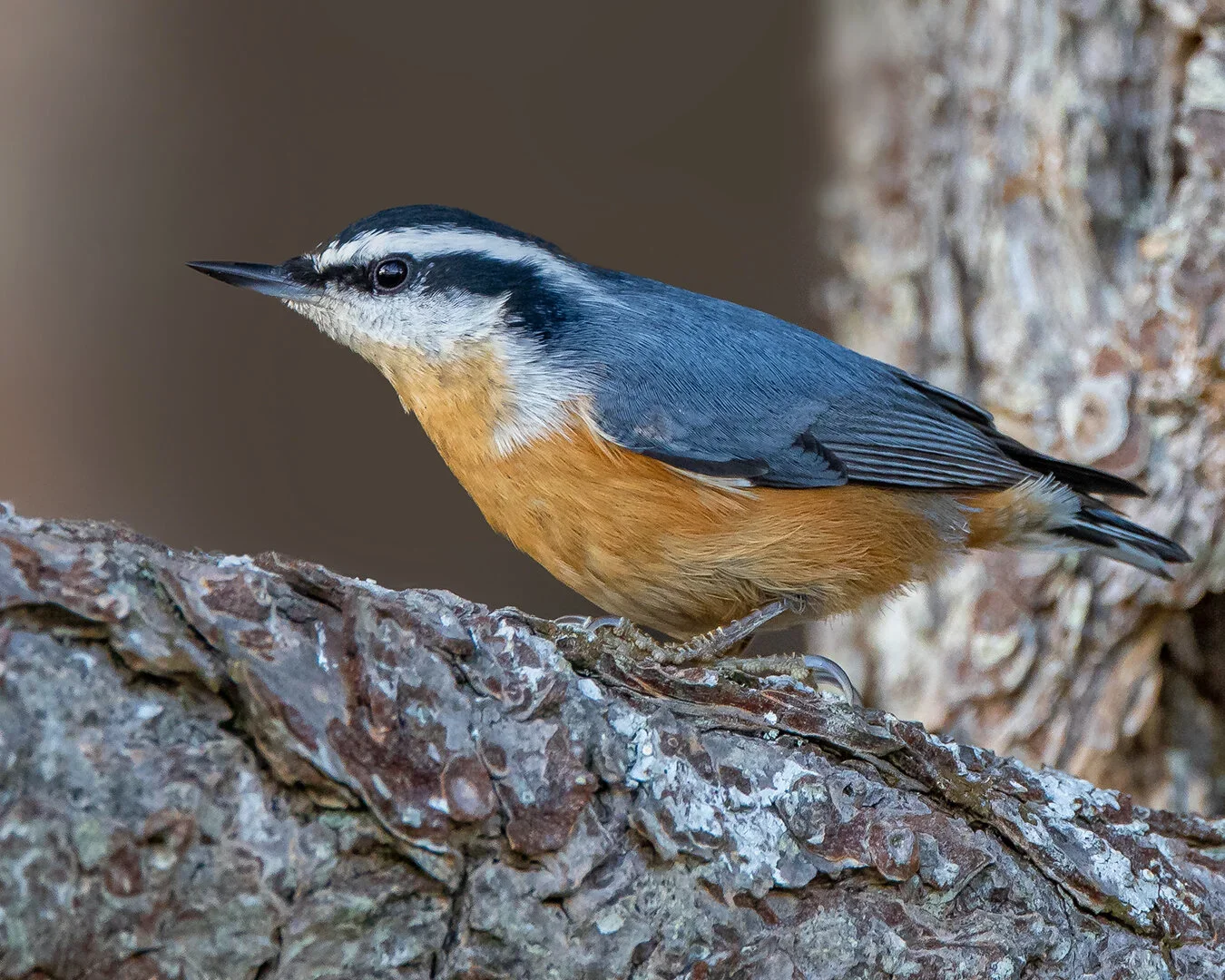 markus.thalassia_nuthatch.webp