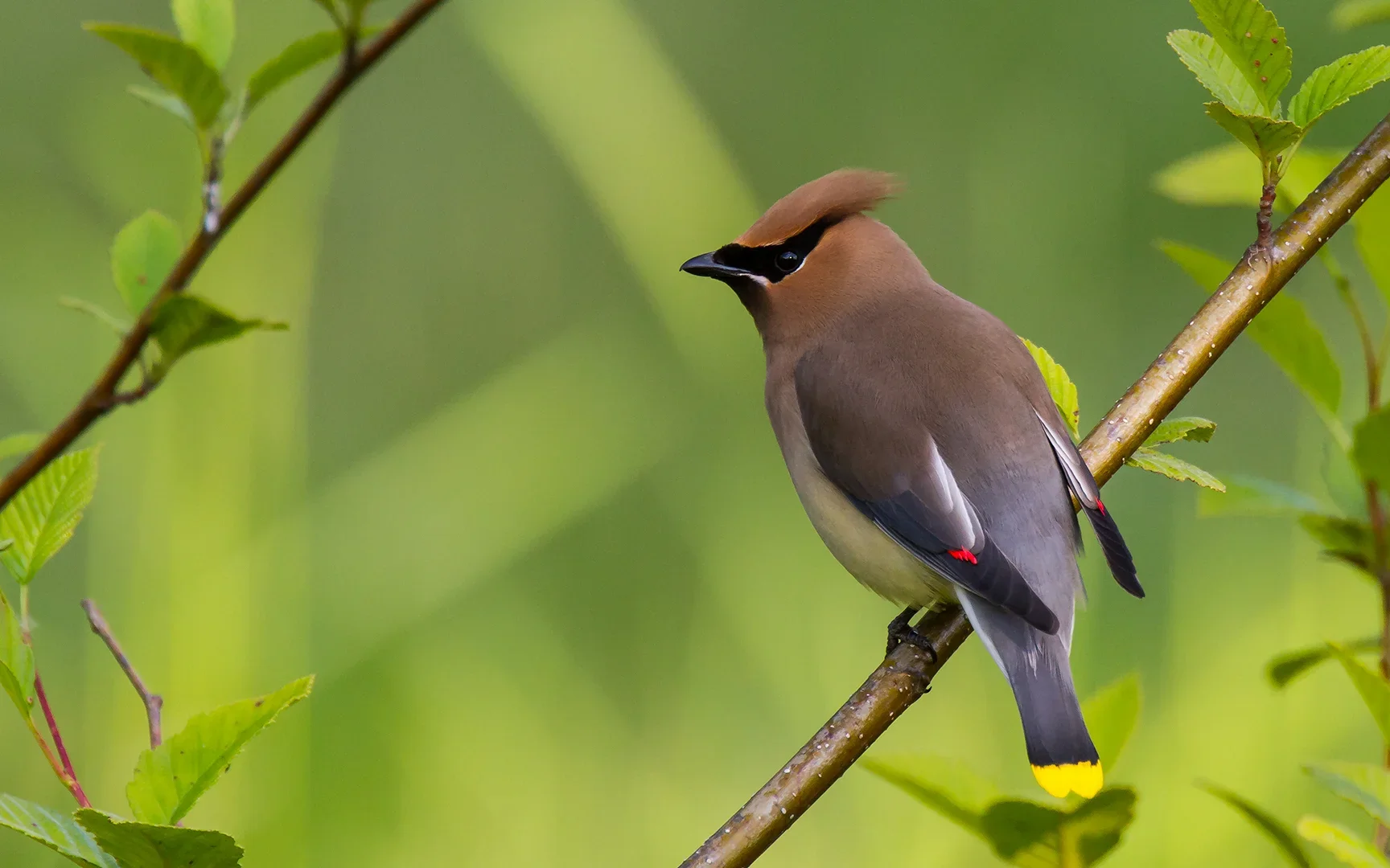 cedar_waxwing.webp