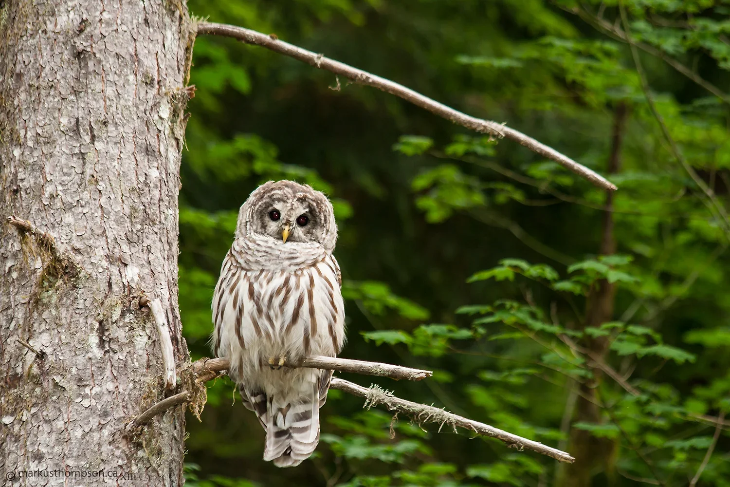 barred_owl.webp