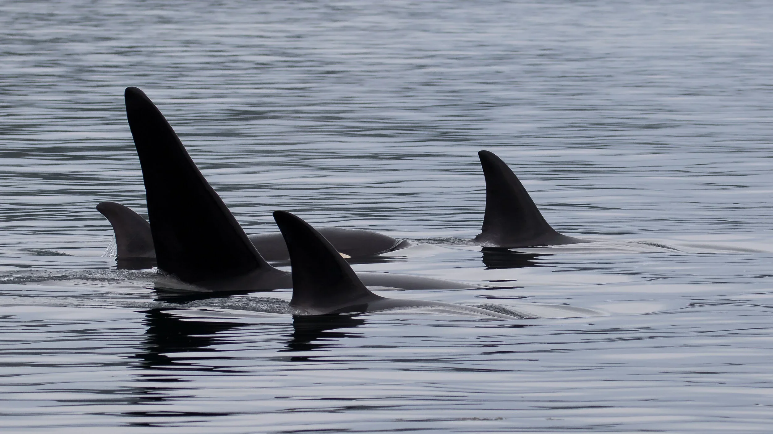 20-09_telegraph-orcas.webp