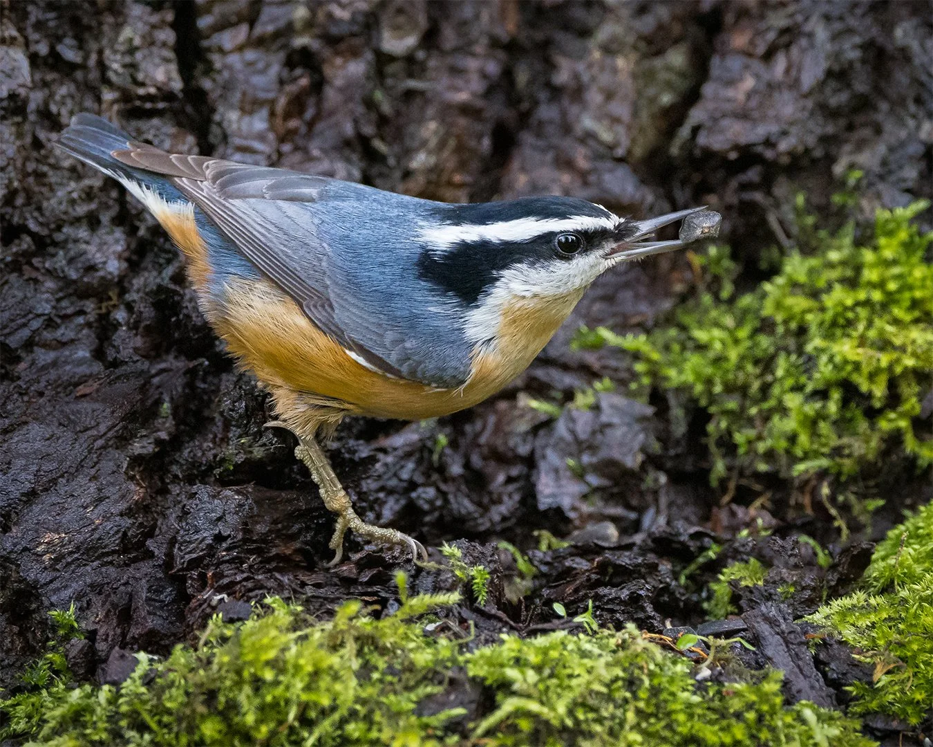 nuthatch-backyard.jpg