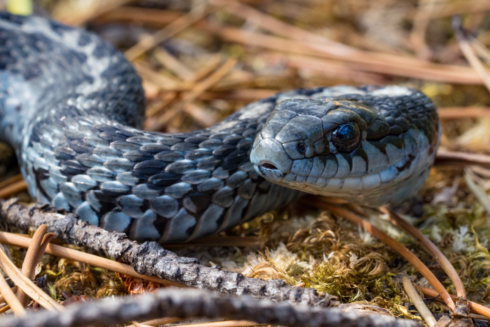 snake.jpg