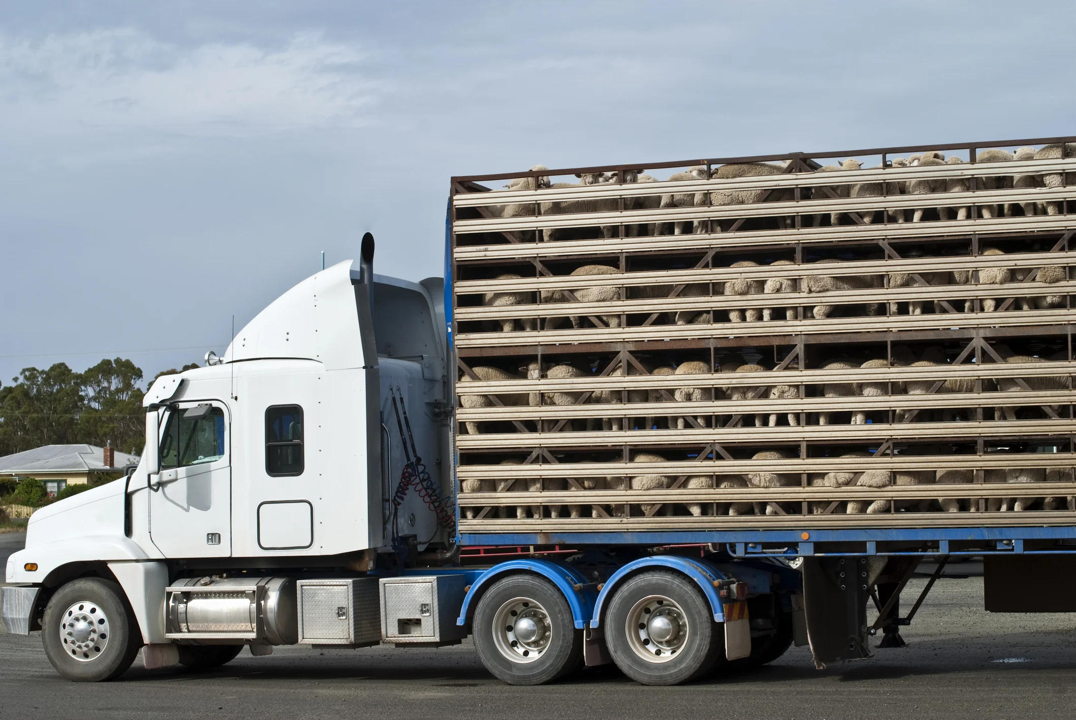 Livestock haulers were set to panic this Sunday, March 18th when the temporary 90 day ELD waiver expires. On Tuesday, the FMCSA announced another 90 day extension while they figure out a solution. 