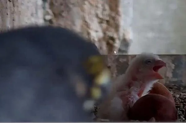 I Falchi Pellegrini Che Vivono Nella Cattedrale Di Bruxelles