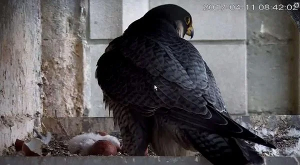 Animale Più Veloce Del Mondo Non Sprecare