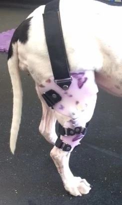 dog patella brace