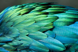 bird-birds-blue-feathers-green-Favim.com-430299.jpg