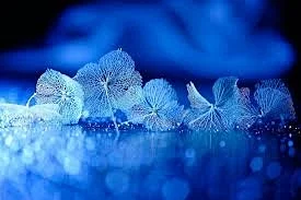 blue leaves.jpe