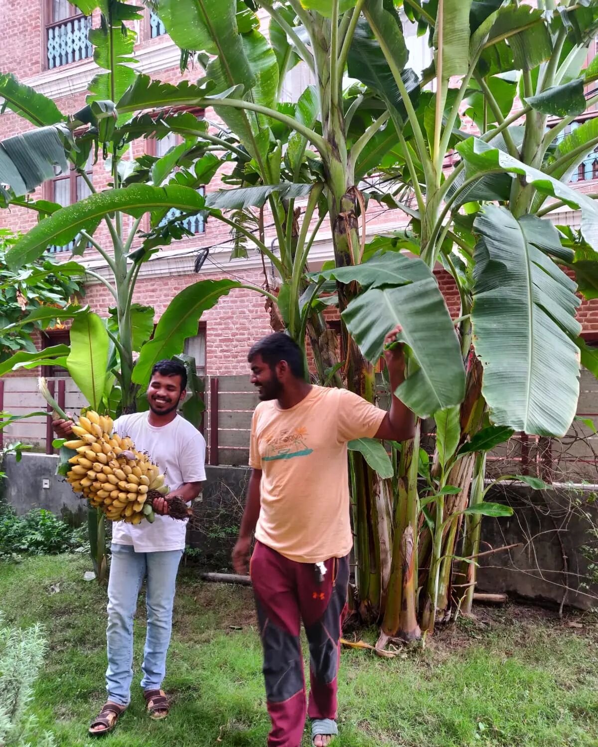 Harvesting our own bananas in one of our gardens. Super satisfying ! 
With @rupeshman850 and @mukeshmandal512 , our two dear technicians without whom Cosy Nepal would not be the same 😊
------
#cosynepal #cosynepaldiaries #beourguest