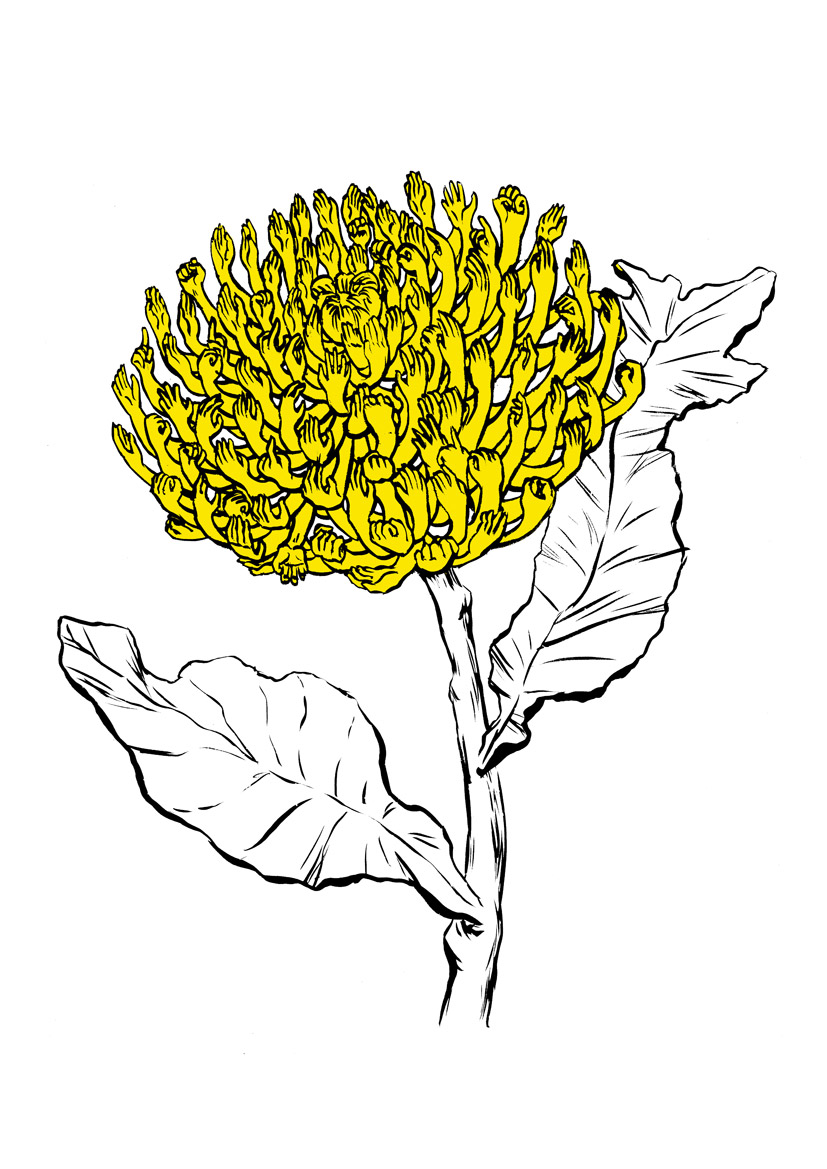 Gambar bunga kekwa