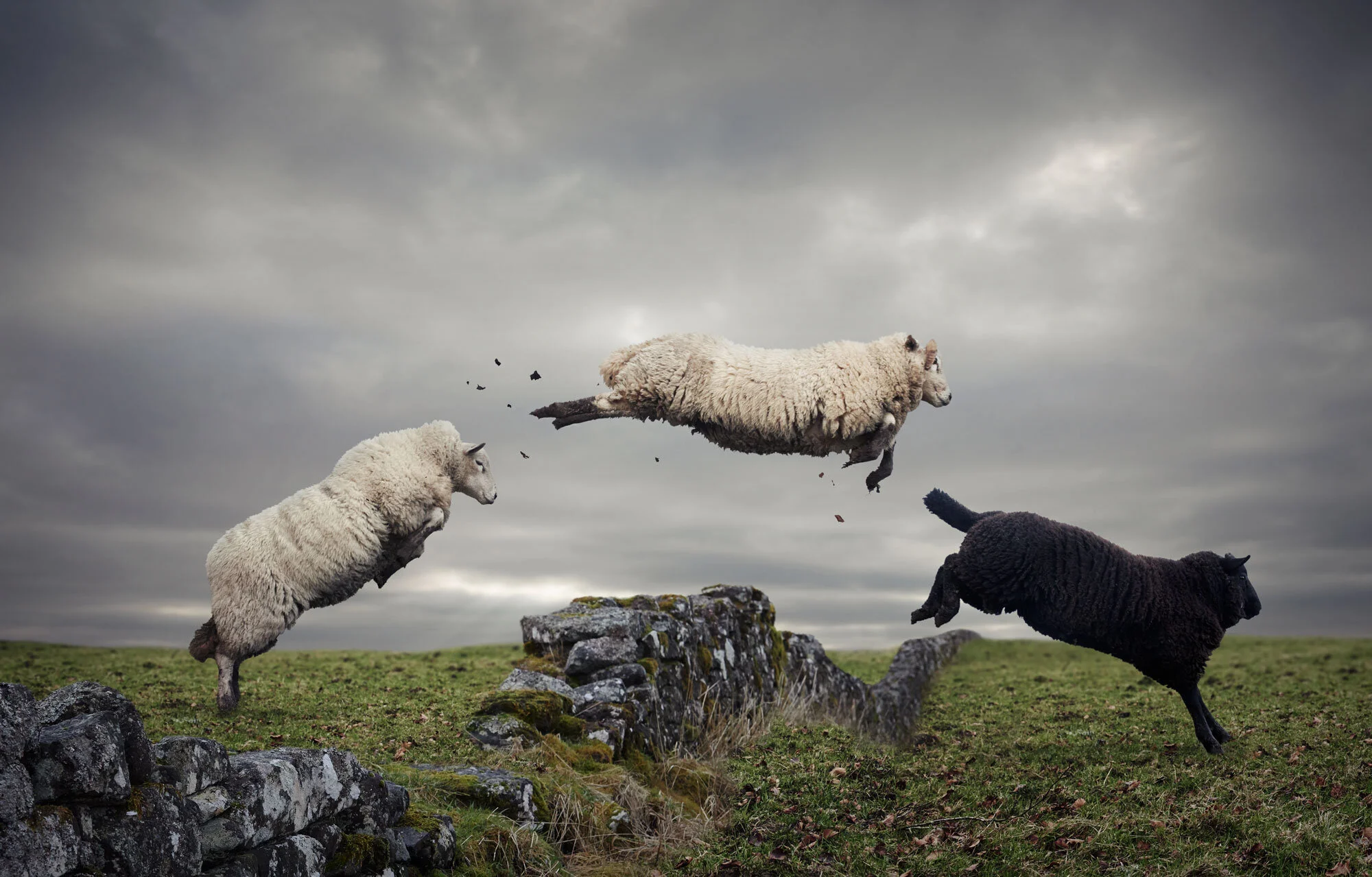 Ardbeg-Sheep-JUMP-Comp-Final.jpg