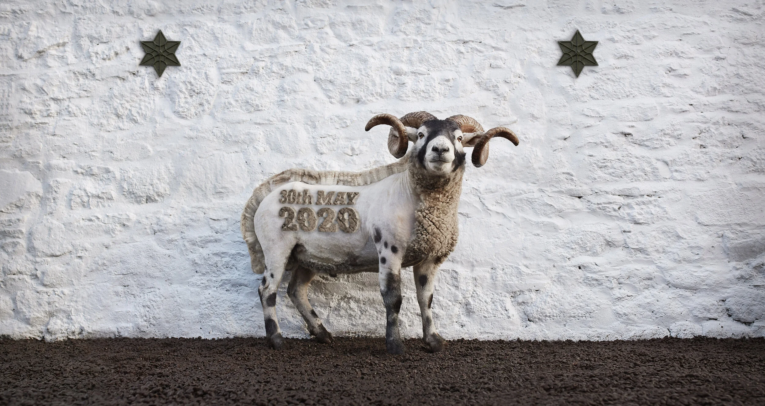 Ardbeg_Hero_Sheep_Comp V3 For Dave.jpg