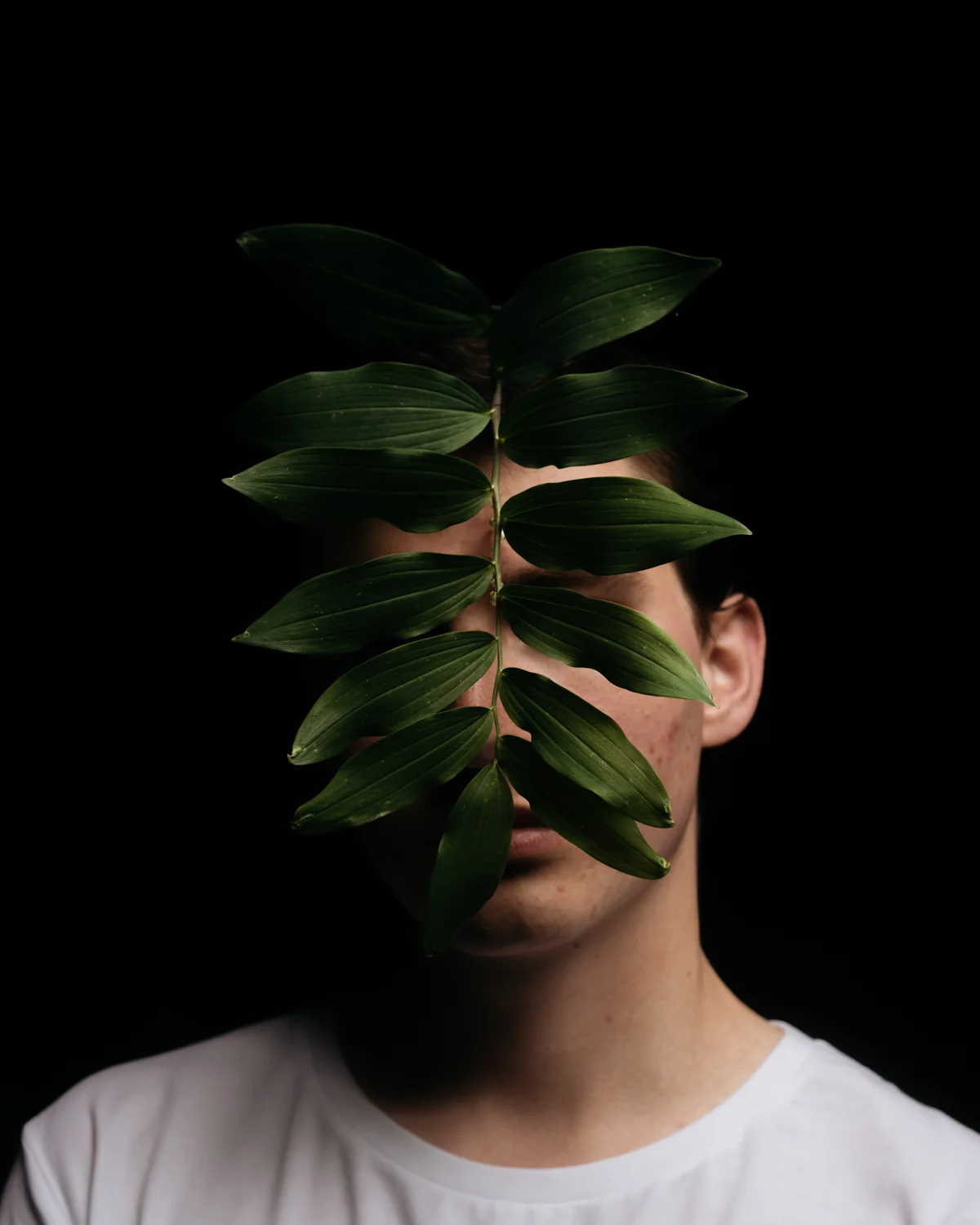 leaf-web-2.jpg