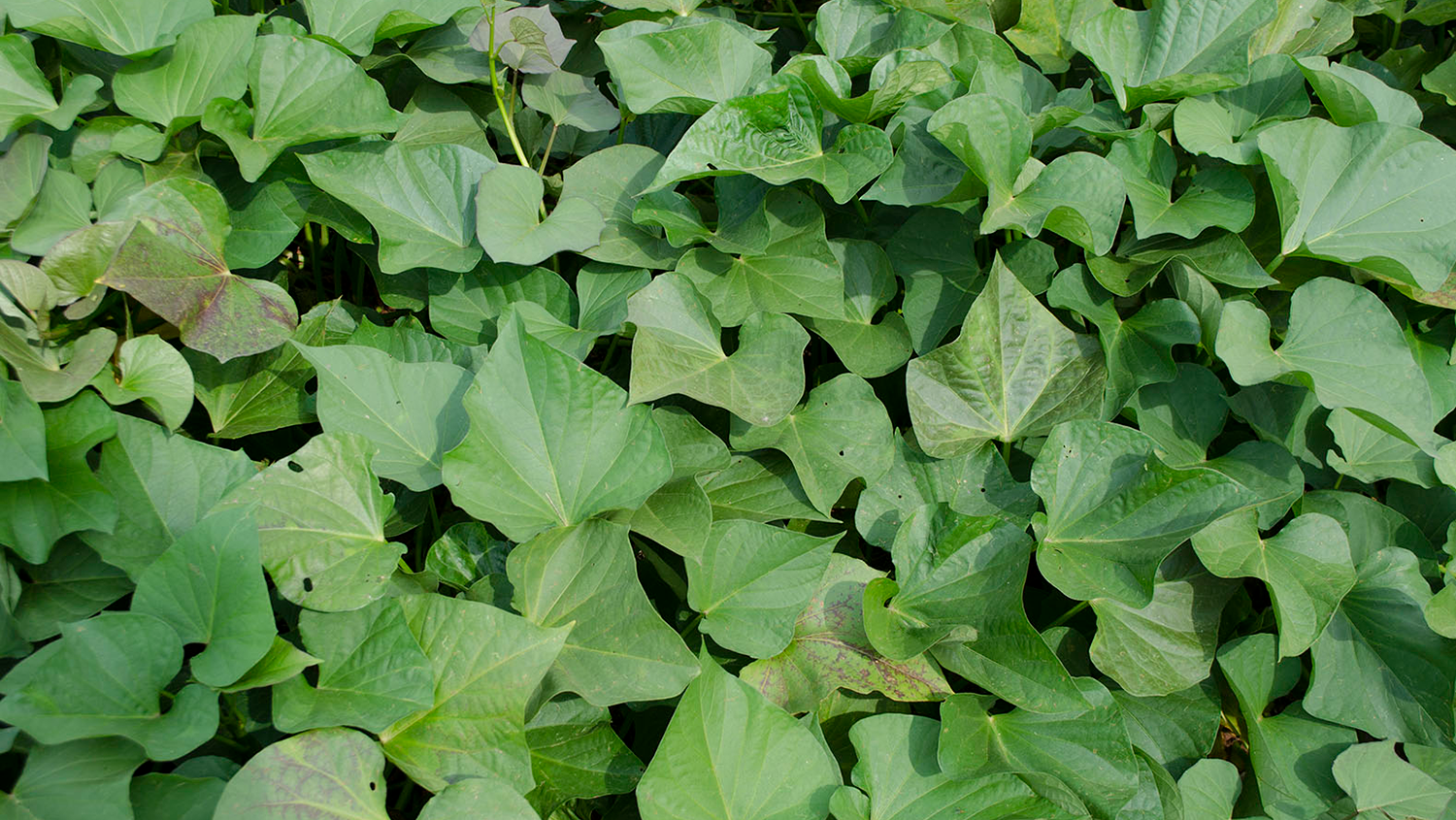 COMPOST TEA NATURAL PESTICIDE LEARN MORE