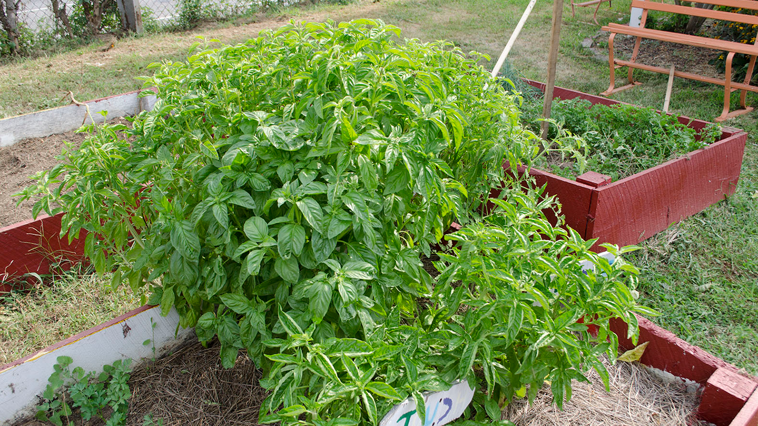 BC-WEB-GARDENING-TIPS-0.png