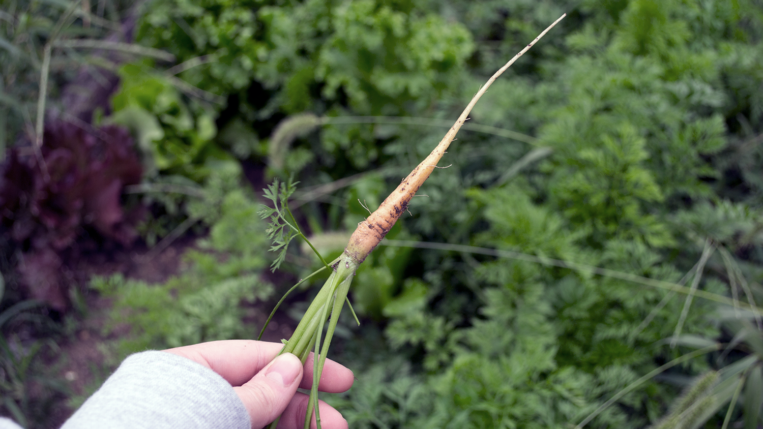 locally-sourced, all natural fuel for your garden