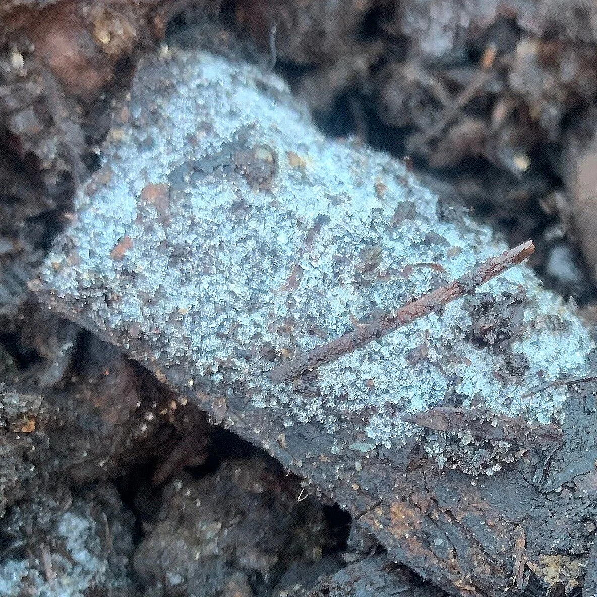 Christmas Tree Composting — COMPOST