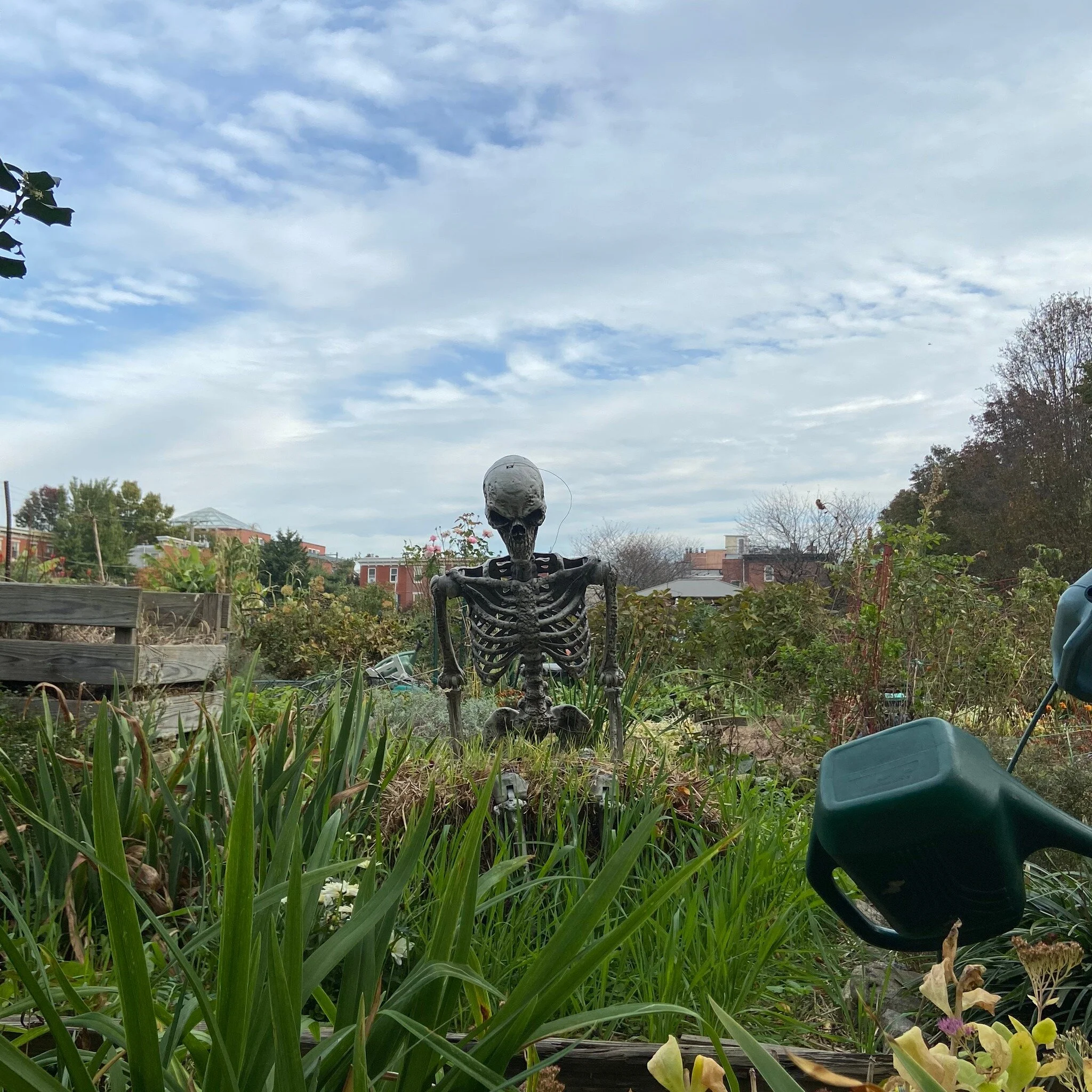 Christmas Tree Composting — COMPOST